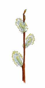 Kiiltopaju Salix phylicifolia Grönvide pajunkissat hedenorkot 16.