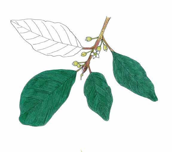 Korpipaatsama Rhamnus frangula Brakved Korpipaatsama kasvaa kosteilla ja ravinteikkailla paikoilla, kuten