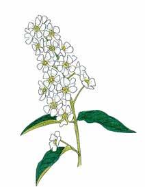 Tuomi Prunus padus Hägg Tuomi kasvaa rehevillä mailla, kuten puronvarsilla, lehdoissa, metsän reunassa ja rantapensaikoissa.