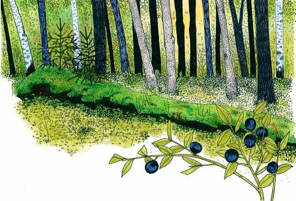 Taulakäävän nurjertama vanha koivu. Kymmeniä vuosia maassa levännyt puu on täysin sammalten ja muiden kasvien peittämä.