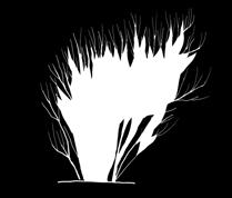 fi/metsatieteet/arboretum/puulajit/index.