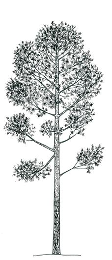 Metsän kätköissä, Suomen metsäluonnon monimuotoisuus. Edita.