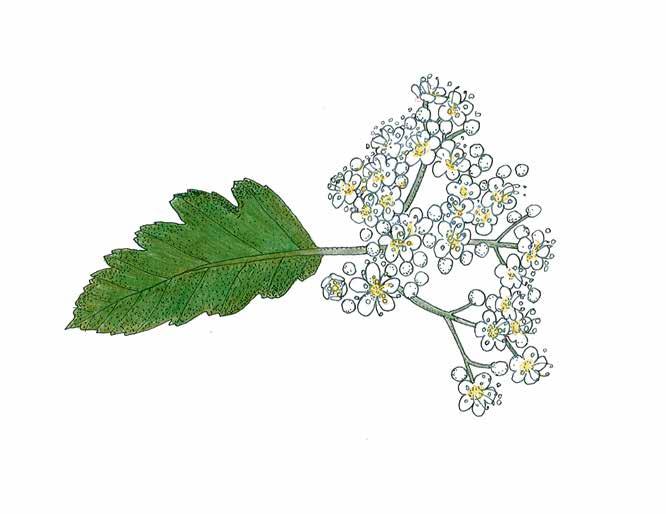 Ruotsinpihlaja Sorbus intermedia Oxel Ruotsinpihlaja kasvaa