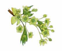 Vaahtera Acer platanoides Skogslönn kukinto Vaahtera eli metsävaahtera on rehevissä lehdoissa viihtyvä jalopuu.
