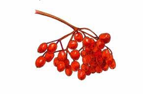 Koiranheisi Viburnum opulus Skogsolvon 3.