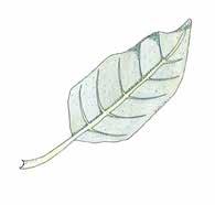 Raita Salix caprea Sälg 6.