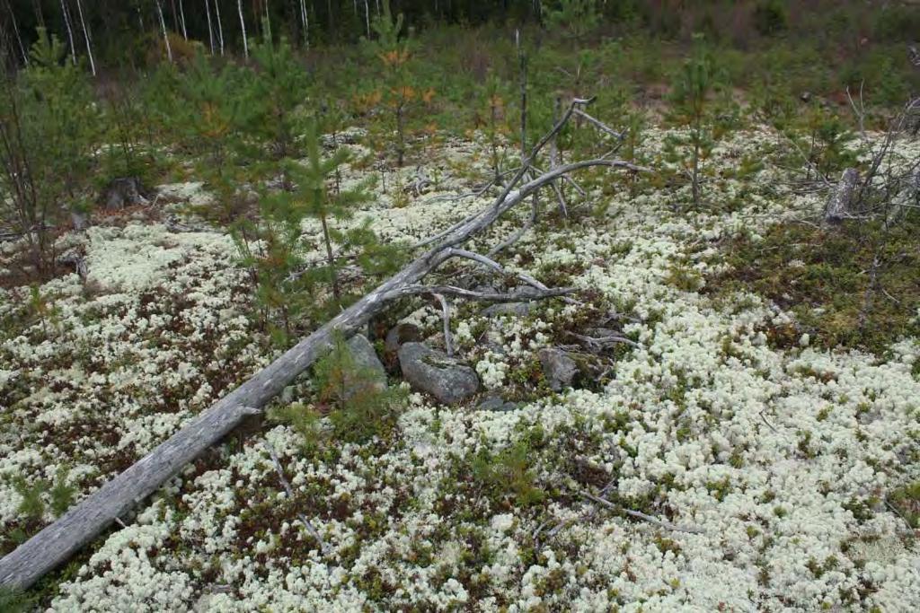 raivattua kenttää, luoteesta.