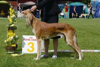 Vuoden maastojuoksija lure coursing saluki of the year 2014 1 Tazillah Evita Queen 93 Vuoden maastojuoksija & Vuoden tulokas 2 El Hamrah Jamrah 90 3 Tazillah Eliana 90 4 Kuriirin Irmelina Kickapoo 78