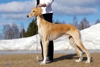 tein ja helpoin saluki ikinä. Äitinsä Nipan (sbis c.i.b fi se ru ee sk mva, pmjv-05, fiv-08 mv-09 fiv-09 pmv-09 hev- 13 hevv-13 pmv-13 pmvv-13 fivv-13 vmv-14 hevv- 14 fiv-14 fivv-14 Aziz Xanom)