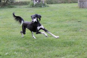 veteraani-vsp Vuoden maastojuoksija-vsp Non Serviam Credo Quia Absurdum. KRISTA NUKARI Vuoden saluki-vsp c.i.b fi, lv & ee mva baltv-13, jv-12 Elamir Classic Souvenir Päivitetäänpä lyhyesti Emirin kuulumisia (aiemmat kuulumiset lehdissä 4/2012 ja 3/2014).