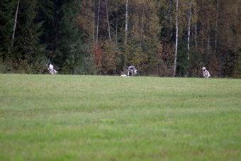 Ehdoton etu muihin juoksulajeihin nähden ajuekokeessa on koirien ilmoittaminen kokeeseen kolmen koiran ajueina, jolloin omistaja/t voivat itse muodostaa koirista haluamansa kokoonpanon.