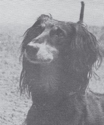 Ferikiä käytettiin jalostukseen Edith von Essenin (kennel el Tagaddin) maahan tuodulle Ghazal el lle.