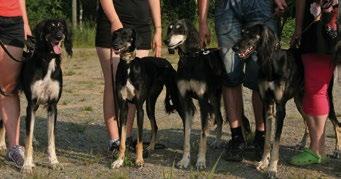 Minkälainen on ihannesalukisi ulkomuodoltaan, luonteeltaan ja muilta ominaisuuksiltaan? Terverakenteinen, sulavalinjainen, siro ja voimakas.