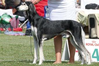2014 Tartto, Benjamin Sanchez Garcia ES Dabka s Maddizon (Badavie Konquestador Dabka s Izzie) synt. 5.6.2011 om.