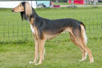 B FI MVA FI LV EE MVA BALTJV-13 JV-12 V-13 Elamir Classic Souvenir Elamir Bela Dharma (Anjal Sahara Habib x Anjal Sahara Halima) s.