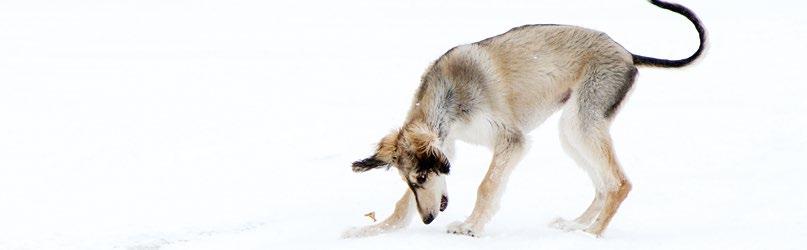 Pompompom Teksti ja kuvat Sirpa Tavasti Pitkästä aikaa talossa raikuvat salukinpennun askeleet ja meno on usein kuin ksylofoniversiossa Edward Griegin Vuorenpeikkojen tanssista.