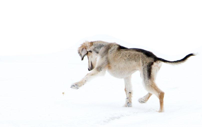 Löytö, jota juoksutetaan tuolla tavalla jonnekin syrjään, on aina jotakin kiellettyä. Pennun tulo toi taloon ilon, mutta myös muutoksia järjestelyihin: toisen koiraportin.