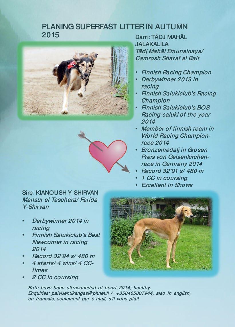 Kasvattajajäsenet Breeders 2015 Aavatuulen aavatuulen.pp.fi Tuuli Soukka, 045 677 6270, Raisio aavatuuli@yahoo.com Abu Hakim Maija Liisa Nikula & Timo Virtanen 050 524 8156, Helsinki maijaliisa.