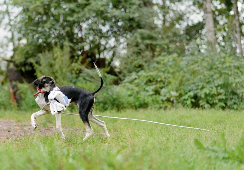 toimikuntien terveisiä Tarvikemyynnistä Tuula rahkonen, Milla Leskinen Muistattehan että kerholla on myynnissä paljon erilaisia saluki-tuotteita.