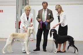 Helsinki Winner 2014 Voittaja 2014 tuomari Juan Naveda Carrero 1 pentu + 31 urosta + 26 narttua ROP Aziz Jalila VSP Aziz Karim ROP-vet El Hamrah