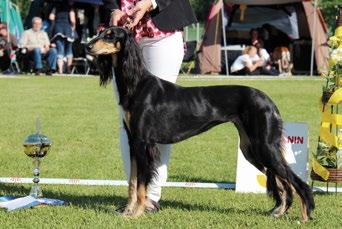 Vuoden voitokkain saluki the most winning saluki of the year 2014 Vuoden veteraanisaluki veteran of the year 2014 1 Aziz Jalila 60 rop 1 Aziz Xanom 225 2 Aziz