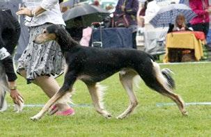 nuori saluki young saluki of the year 2014 1 Tazillah Dianna Diora 146 2 Aziz Luxor 131 vsp 3 Tazillah Darius 113 4 Desierto Bellezza Galaxia Mustang 89 5