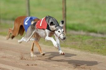 ALEX WIIK ANTTI RUOTSALO RIINA LUMMEKARI Vuoden ratajuoksija racing saluki of the year 2014 1