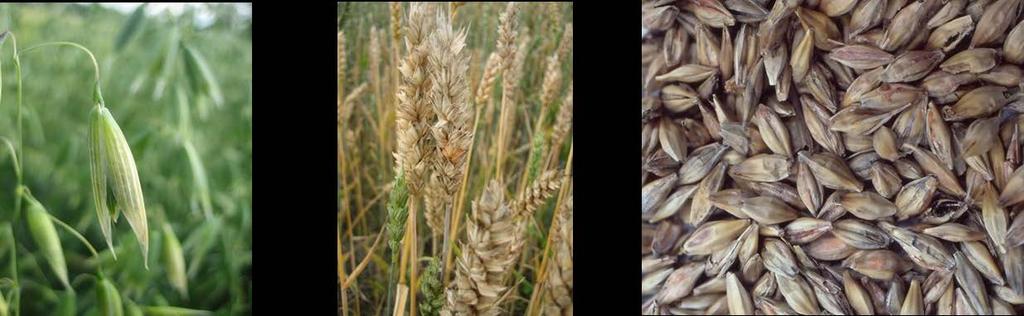 Fusarium -sienet ovat hyvin merkittäviä kasvipatogeenejä Ne heikentävät jyvien kehitystä, alentavat itävyyttä, aiheuttavat