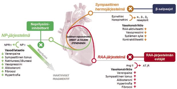 semiseen. Positiivisia hoitovasteita pidetään todisteina neurohumoraalisen mallin osuvuudesta.