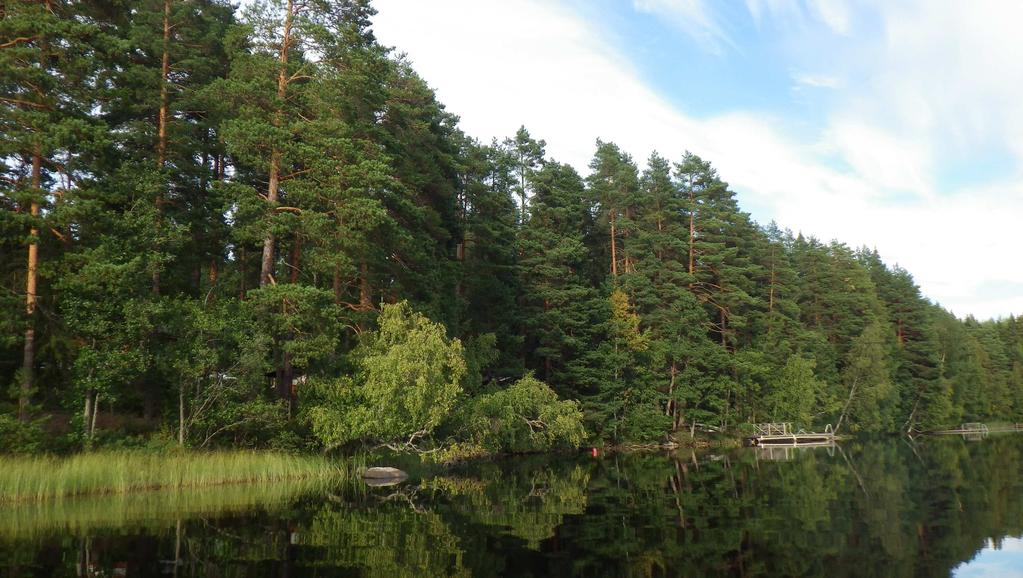 Kuva 14 Kankaistenjärven pohjoispään Tyynelänlahden rantaa. Kankaistenjärveltä (ja lähinnä pohjoispään uimarannalta) on viime vuosina ilmoitettu jonkin verran sinileväesiintymiä.