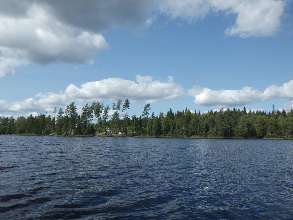 ilmeisesti veden korkeuden lisäännyttyä. Markkolat kertoivat, että Viipsjärvellä viihtyy parhaimmillaa jopa 43 vierailevaa laulujoutsenta. Kuva 36 Viipsjärven länsirantaa ja ruskeaa vettä.