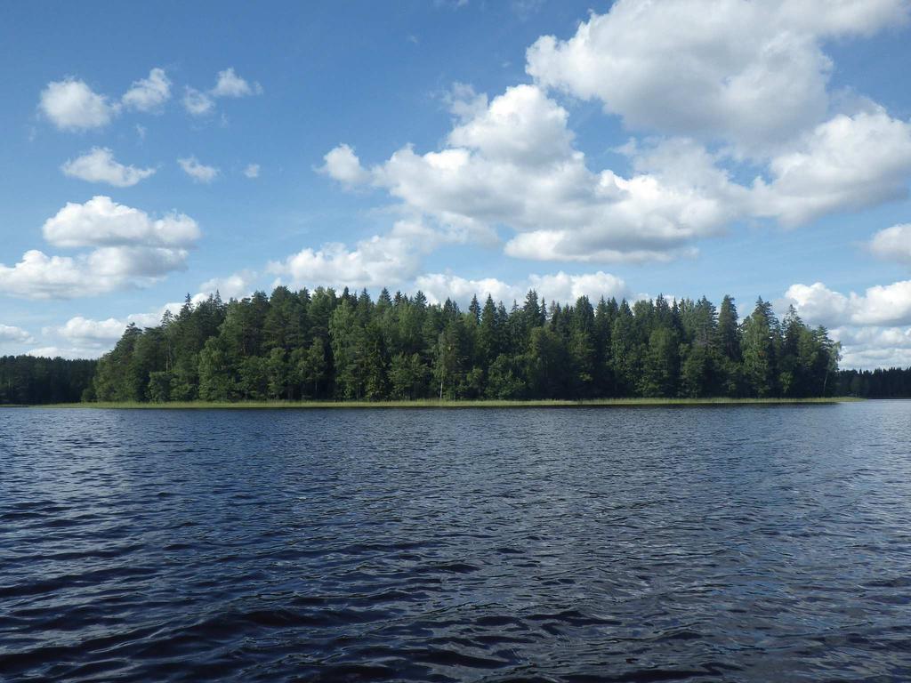 Ruokojärven länsirannalla on laajempia ilmaversoiskasvustoja, joissa on järviruokoa, järvikortetta ja leveäosmankäämiä.