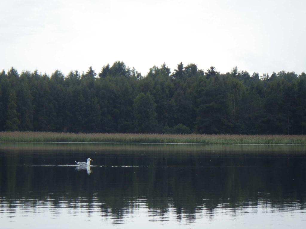 vuoksi järven koko vesimassa on tuottavaa kerrosta.