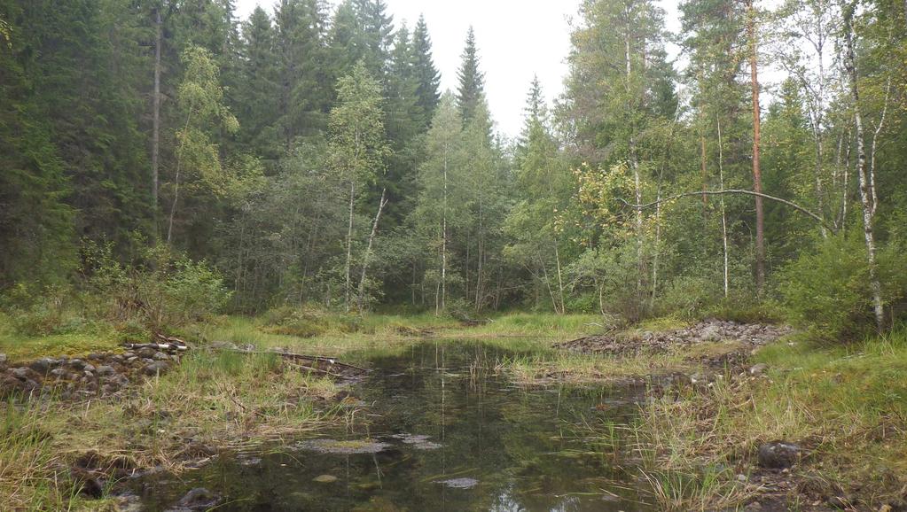 Kuva 53 Orisäärenharjun suppalammessa vesi oli hyvin alhaalla 27.8.2014. Orisäärenharjun suppalammet ovat erikoinen ja luonnoltaan arvokas pohjavesivaikutteinen luontotyyppi.