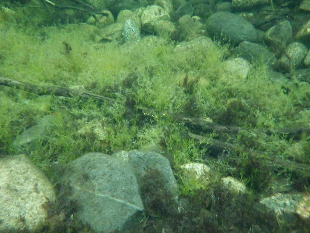 Lampien rannoilla ja vedessä kasvaa monia mielenkiintoisia sammalia ja vesikasveja, ja lajisto oli hyvin monivivahteinen. 27.8.2012 lammen rannalta on merkitty mm.