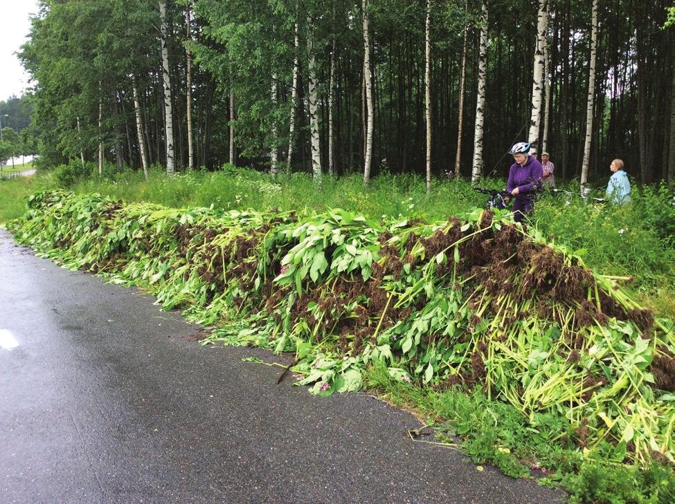 Bäckbynpuistossa kasvoi jättipalsamia laajoissa rykelmissä siellä täällä etenkin Tikkurilantien läheisyydessä. Vantaan kaupungin asukaspalveluiden kehitystyöryhmä järjesti paikalla talkoot 17.6.2015.