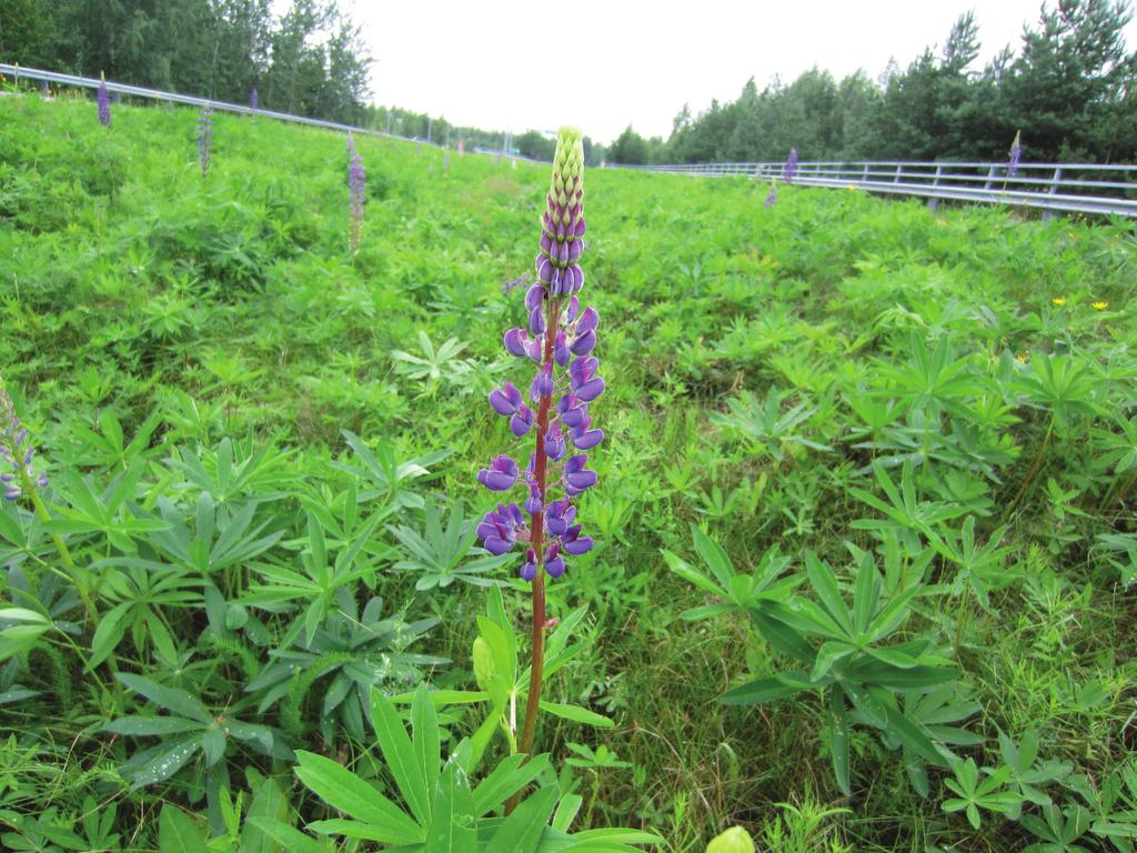 Komealupiini (Lupinus polyphyllus) Komealupiini on monivuotinen, alun perin Pohjois-Amerikasta kotoisin oleva hernekasvi. Koriste- ja rehukasvina sitä on tuotu Eurooppaan 1800-luvulta lähtien.