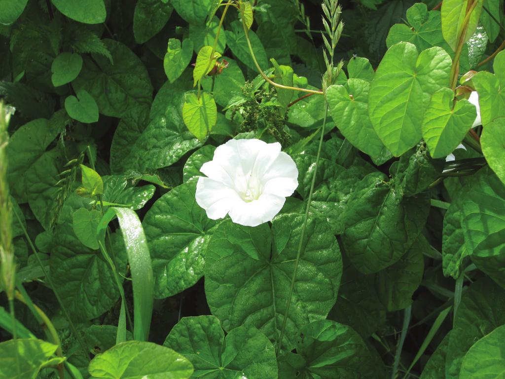 Karhunköynnös (Calystegia sepium) Karhunköynnöksen eli elämänlangan on aikoinaan ajateltu kasvavan meillä kotoperäisenä lajina eteläisillä merenrannoilla.