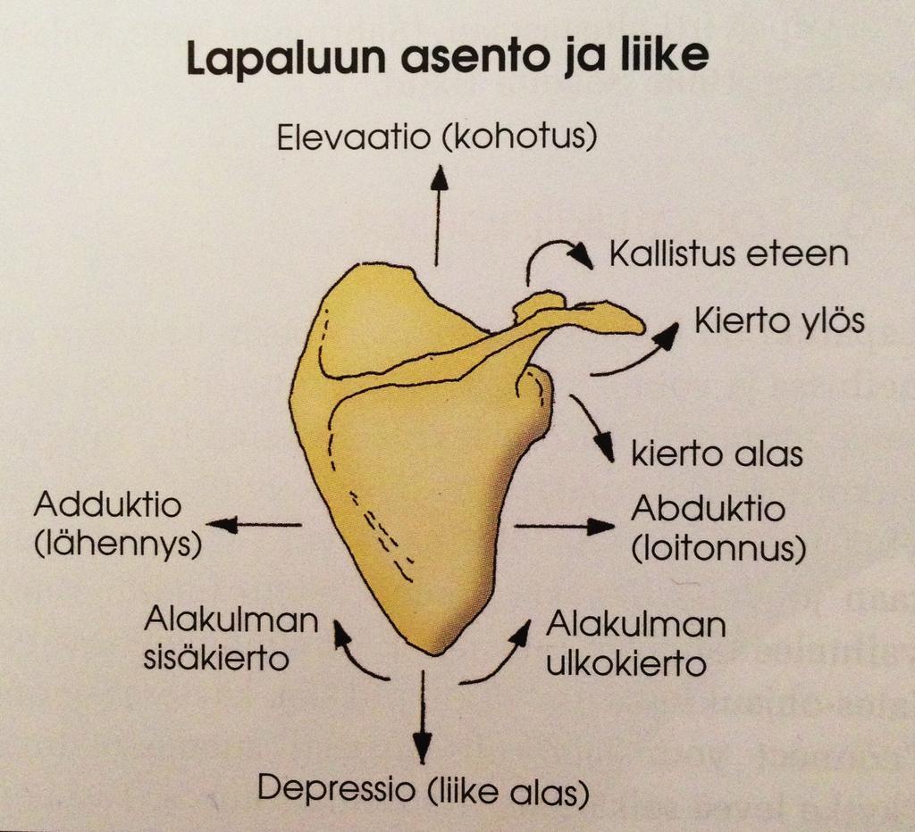 19 ja olkavarren liikkeiden aikana lapaluu liukuu kaarevaa rintakehää pitkin myös eteen ja taakse. KUVA 4.