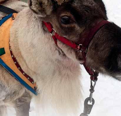 Santa Claus Reindeer -porokylässä voi tästä keväästä alkaen suorittaa virallisen Napapiirin ylityksen porokyydillä.