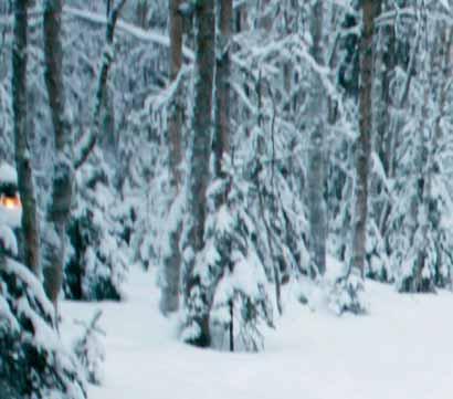 Seppo Konttaniemi Konttaniemi is an authentic Lappish reindeer farm Set in an old spruce grove, the Konttaniemi Reindeer Farm introduces you to these antler-bearing