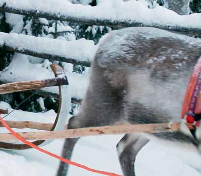 sitten, mutta perinteinen poroelinkeino kuuluu edelleen tilan päivittäiseen elämään.