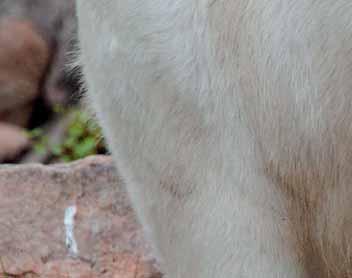 Special focus has been put on monitoring the wellbeing of mother bear Venus.