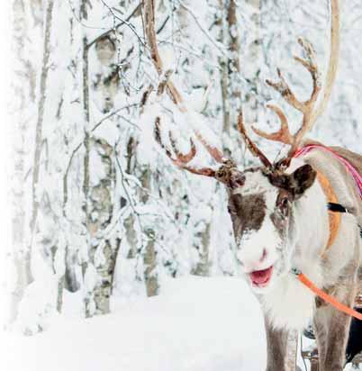 celebrates Christmas all year round 14 Tunturin tunnelmaa keskellä kaupunkia Ski resort atmosphere in the centre of town 16 Pilke tells you everything about Finnish forests Pilke kertoo kaiken