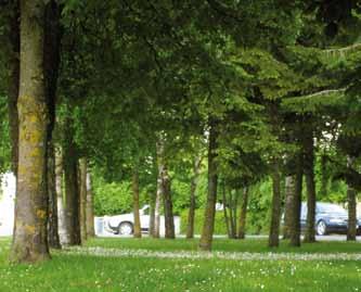Vihreät + kadut 23 Isot terveet puut Vihreä ilme saavutetaan nopeammin suurten terveiden puiden ja täysikasvuisen kasvillisuuden avulla Terveeseen ympäristöön istutetut terveet puut vaikuttavat