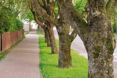 Vihreät + kaupungit 1 Suunnitteluprosessi Kadun varren puut on istutettu kauan ennen kuin ympäristön talot on rakennettu.