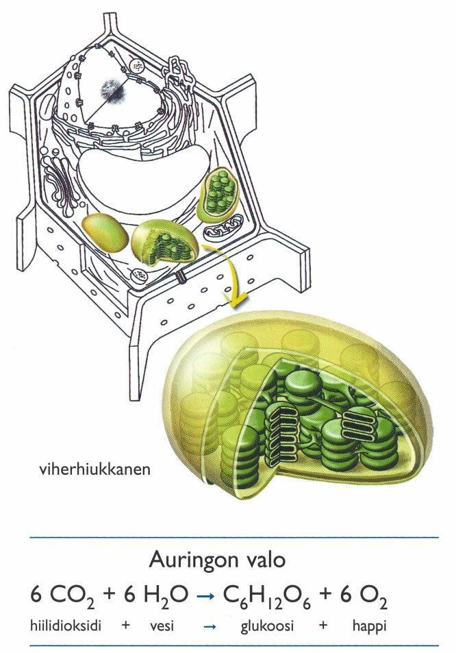 Fotosynteesi eli yhteyttäminen Auringon säteilyenergia muuttuu kemialliseksi energiaksi. Tapahtuu viherhiukkasten graanoissa (pinaattilettupinot) ja välitilassa (luumen).
