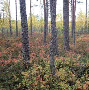 toteuttamiseen. Toteuttamisesta on syytä laatia erillinen toteutusohjelma yhdessä maanomistajien ja mahdollisten pitkäaikaisten rahoittajien kanssa.