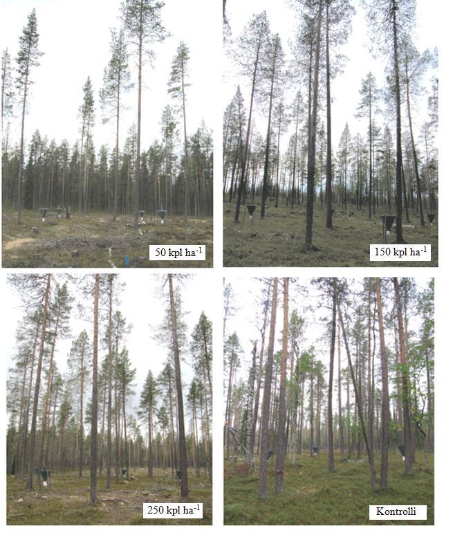 3. Koejärjestelyt: runkotiheydet Kokeiden kasvupaikat vastasivat lähinnä kuivahkoja kankaita: