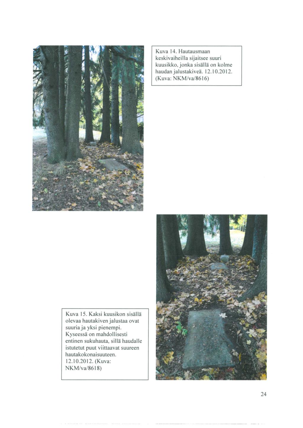 Kuva 14. Hautausmaan keskivaiheilla sijaitsee suuri kuusikko, jonka sisällä on kolme haudan jalustakiveä. 12.10.2012. (Kuva: NKM/va/8616) Kuva 15.